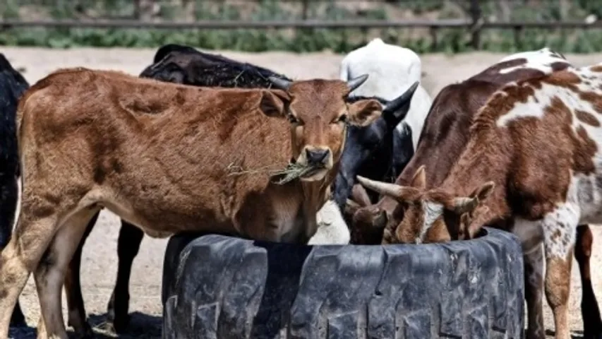 Assam government to introduce Cow Protection Bill to ban export of cattle outside state