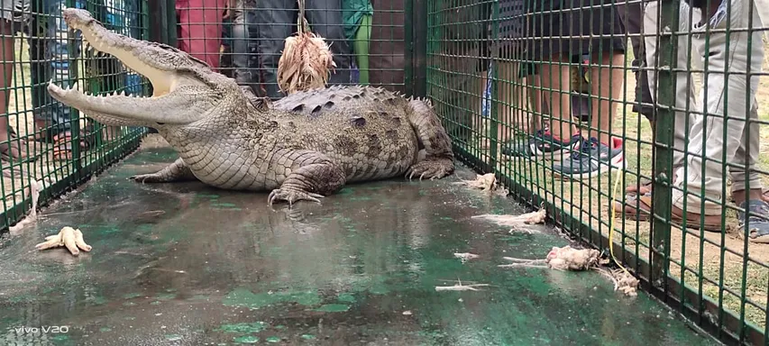 Five and half foot crocodile caught from lake at Kumetha village
