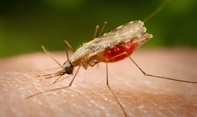 Significant reduction in malaria cases in Vadodara district as only 21 cases reported in the year 2020