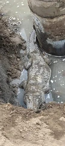 12-foot crocodile rescued from a pit of under construction bridge in Vadodara
