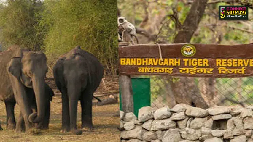 Bandhavgarh National Park