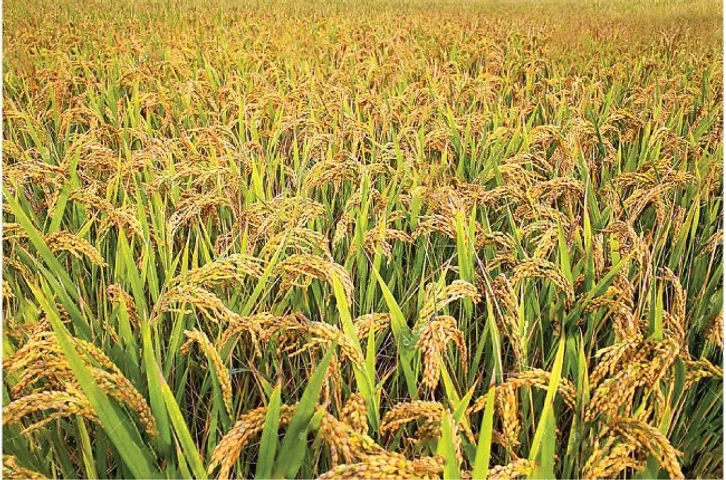 ઠેકા
