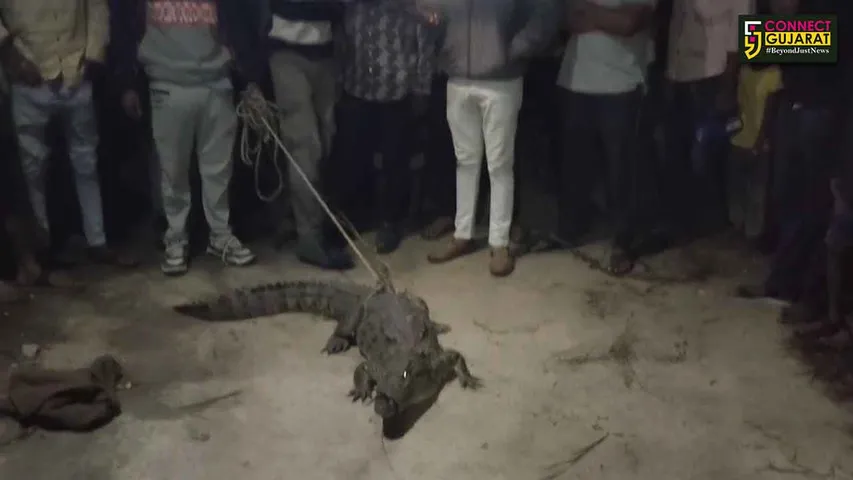 Crocodile Rescue