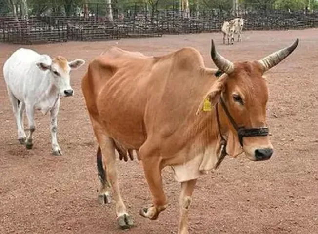 cow