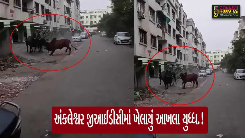 Ankleshwar GIDC BullFight