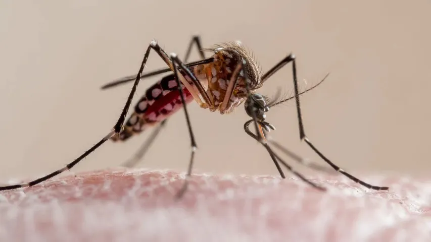 malaria