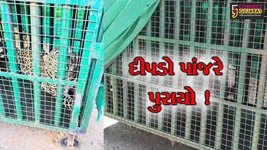 Kosambadi Leopard Trap