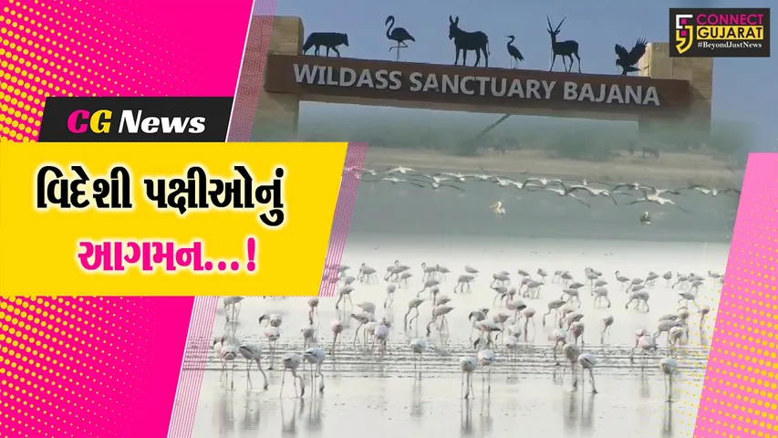 Wildass Sanctury Bajana