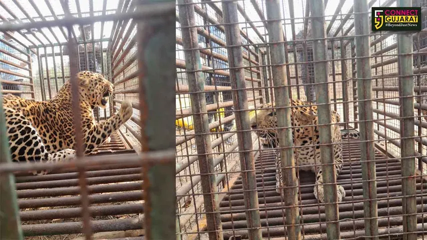 Netrang Leopard Trape