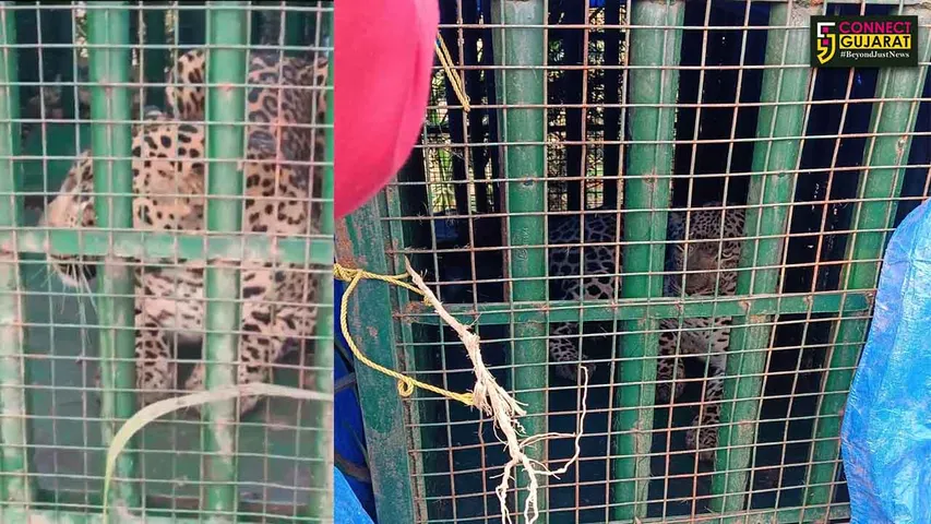 Tavra Village Leopard Trap