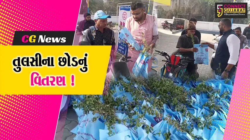 tulsi plants