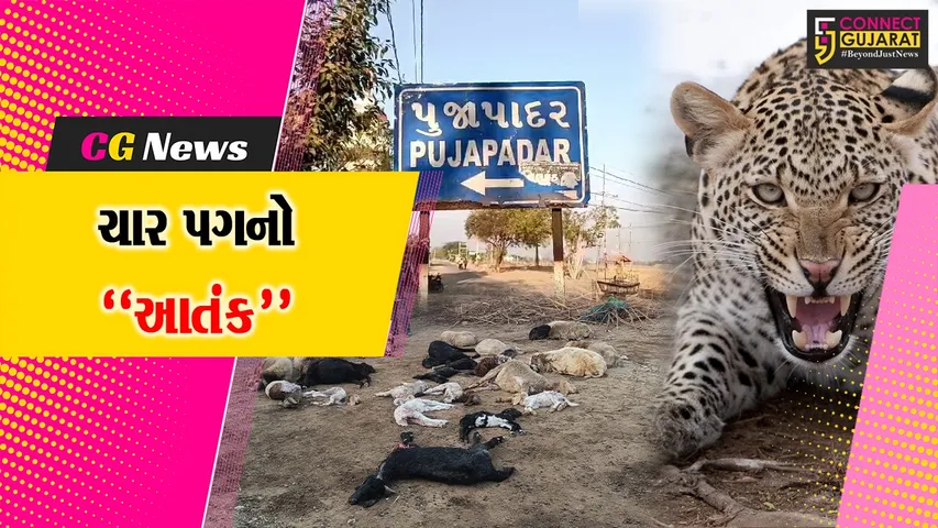 amreli Leopard Attack