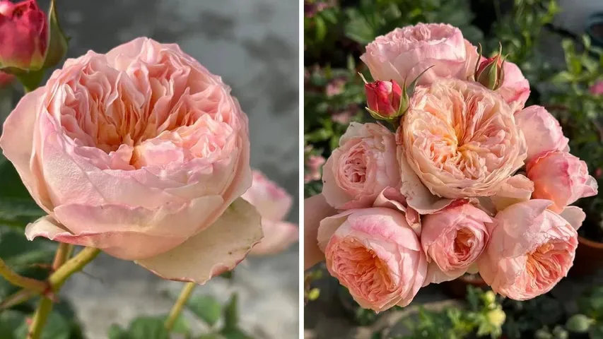 ROSES