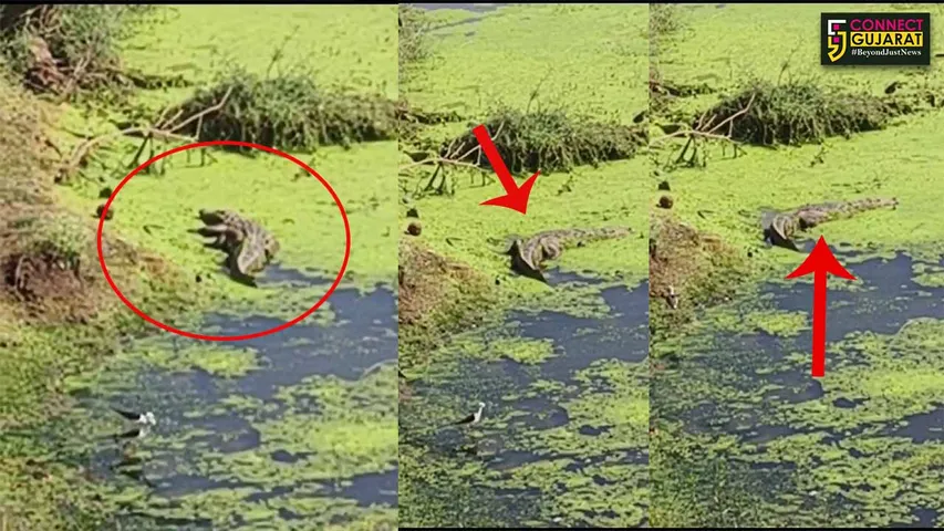 Amravati River Crocodile