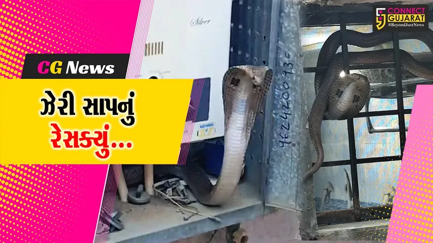 snake rescue