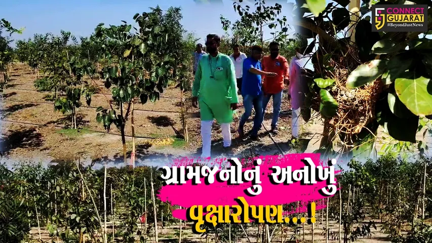 junagadh Tree Plantation
