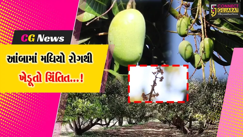 જૂનાગઢ : આંબામાં મધિયો રોગથી કેસર કેરીના ઉત્પાદનમાં ઘટાડો થવાની શક્યતા,ખેડૂતોમાં ચિંતા