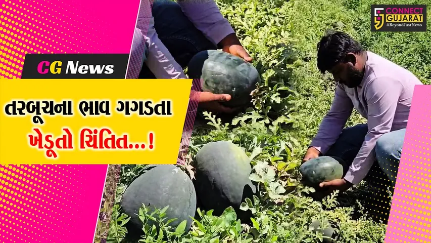 સાબરકાંઠા : રાજ્ય બહારથી તરબુચની આવકમાં વધારો થતા ભાવમાં થયો ઘટાડો,ખેડૂતોએ આર્થિક નુકસાનની ચિંતા