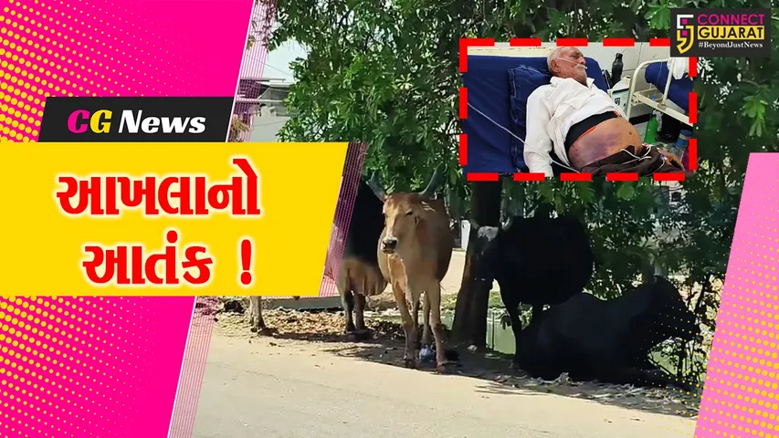ભરૂચ: જંબુસરમાં વૃદ્ધ પર આખલાએ હુમલો કરતા શરીરે 6 ફ્રેક્ચર, સારવાર અર્થે ખસેડાયા
