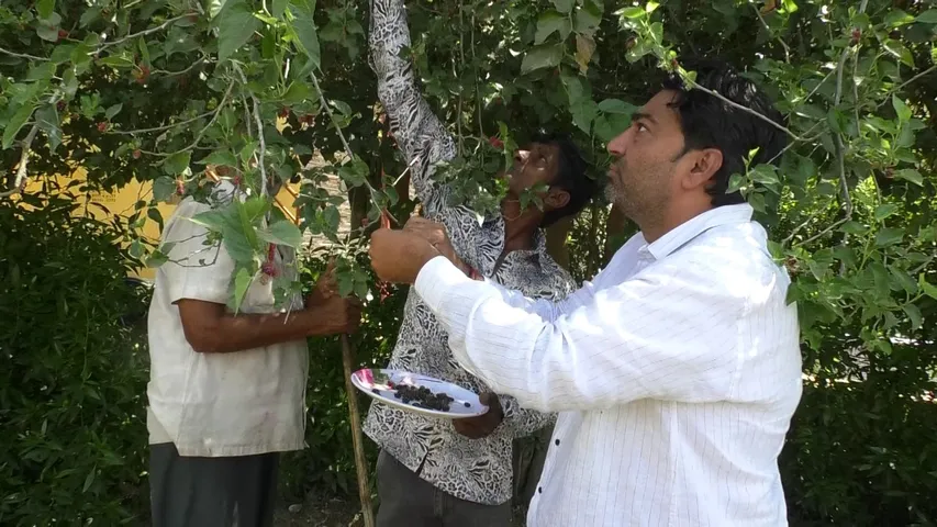 Shetur Cultivation