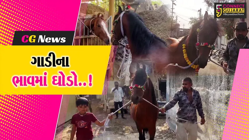 જુનાગઢ : મોંઘીદાટ કારના ભાવમાં બિહાર-પટનાના અશ્વપાલકે કરી કાઠીયાવાડી અશ્વની ખરીદી...