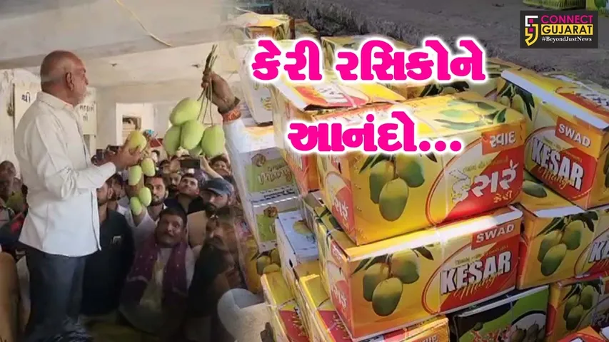 talala mango auction