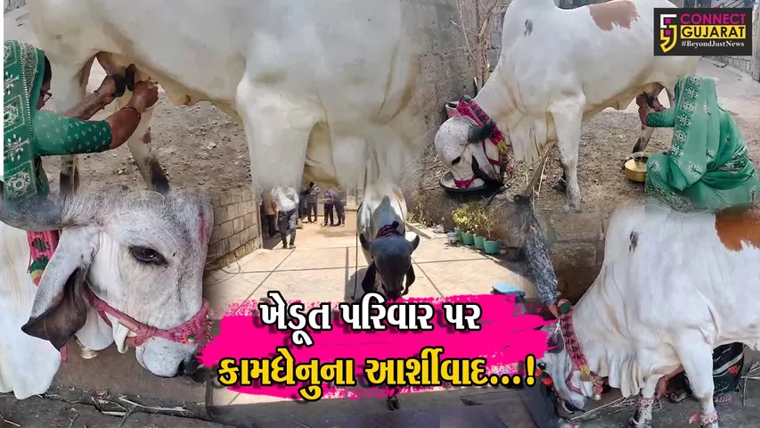 જુનાગઢ : ધંધુસરમાં કુદરતનો કરિશ્મા,પ્રજોત્પતિ વિના ચાર લીટર દૂધ આપતી કામધેનુએ સર્જ્યું કુતુહલ