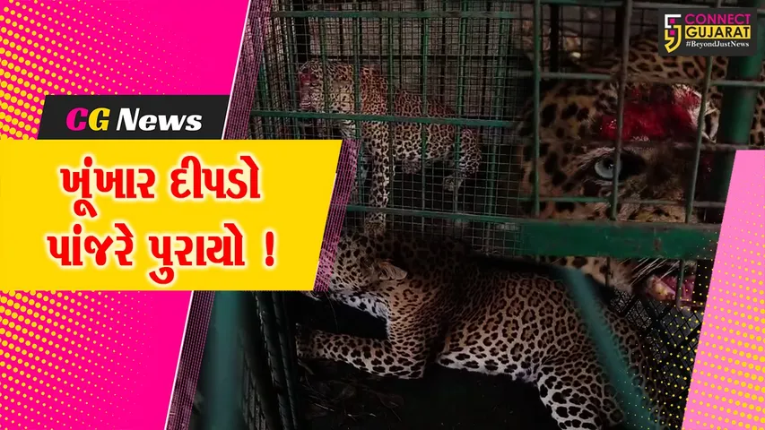 ભરૂચ: વાલીયામાં વાછરડીનું મારણ કરનાર ખૂંખાર દીપડો પાંજરે પુરાયો, ખેડૂતોએ અનુભવ્યો હાશકારો