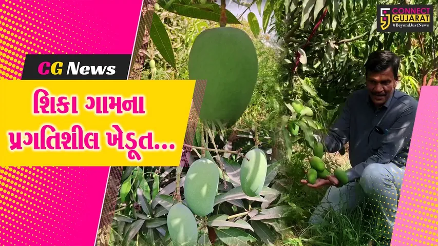 વિશ્વની સૌથી મોટી કેરી “નૂરજહાં” અને સૌથી મોંઘી “જાપાનીઝ” કેરી અરવલ્લીના ખેતરમાં ખીલી ઉઠી, શિક્ષક ખેડૂતની મહેનત રંગ લાવી...
