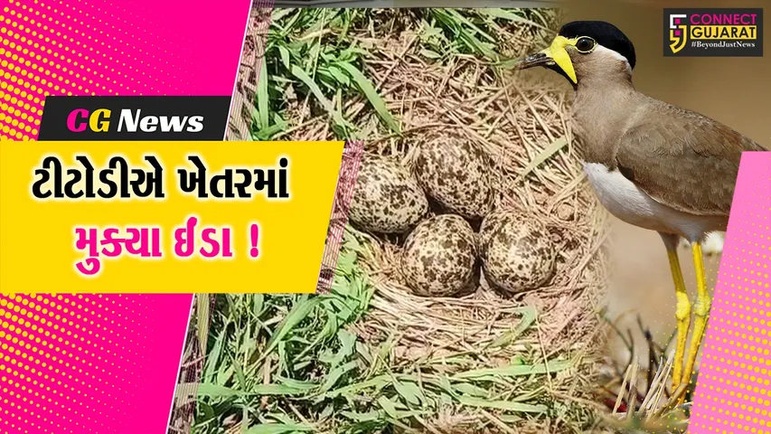 અંકલેશ્વર: ઉમરવાડા ગામે ટીટોડીએ ખેતરમાં 4 ઈંડા મૂક્યા, આ વર્ષે વરસાદ સારો રહેવાનો વર્તારો