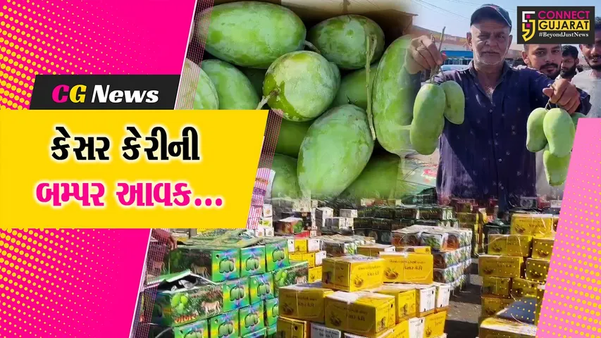 kesar Mango
