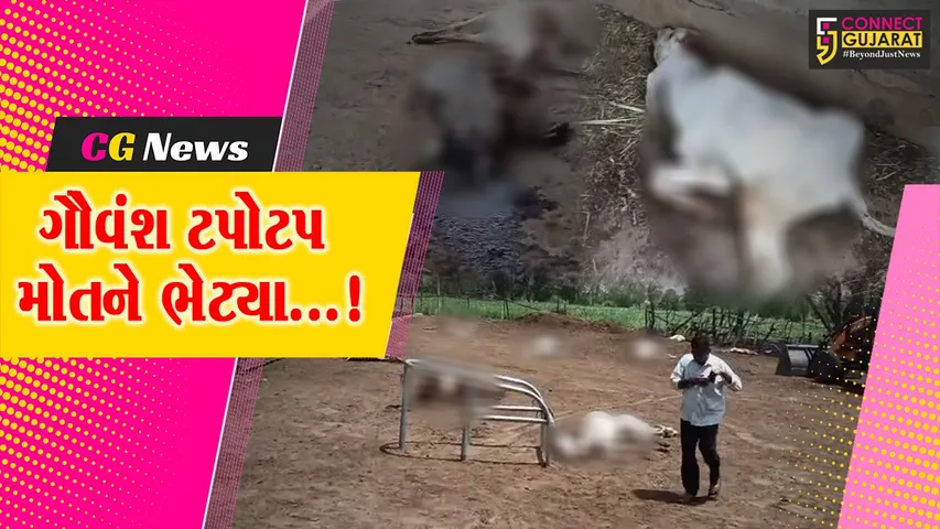 બનાસકાંઠા : ડીસાના બલોધરની પાંજરાપોળમાં ફૂડ પોઈઝનીંગથી 36 ગાયોના મોતથી ચકચાર