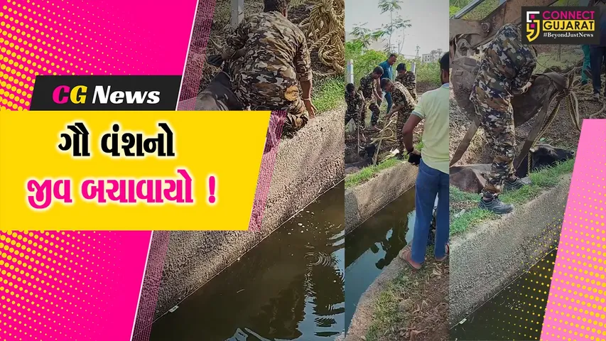 Cow Rescue