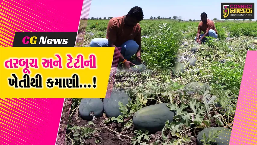 સુરેન્દ્રનગર :  તરબૂચ અને ટેટીની ખેતી કરી ચુડા તાલુકાના ચાચકા ગામના યુવા ખેડૂતો બન્યા આર્થિક રીતે પગભર