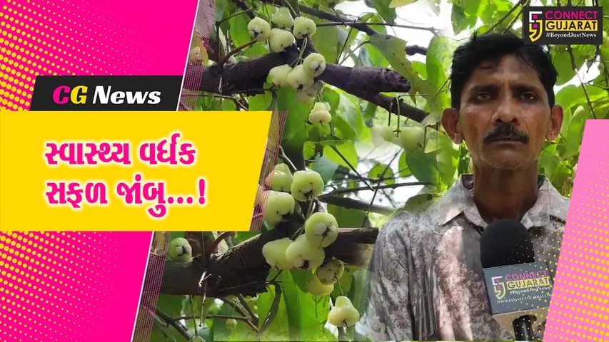 અંકલેશ્વર : જુના કાંસીયા ગામના પ્રગતિશીલ ખેડૂતે સફેદ જાંબુમાં મેળવી સફળતા,સ્વાસ્થ્ય વર્ધક ફળ ડાયાબિટીસમાં છે ગુણકારી