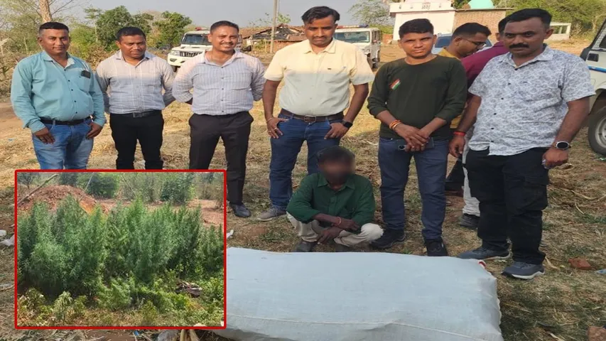 ગાંજાની ખેતી