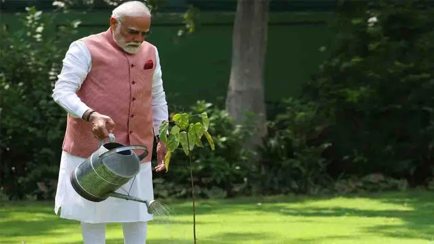 Sindoor Tree