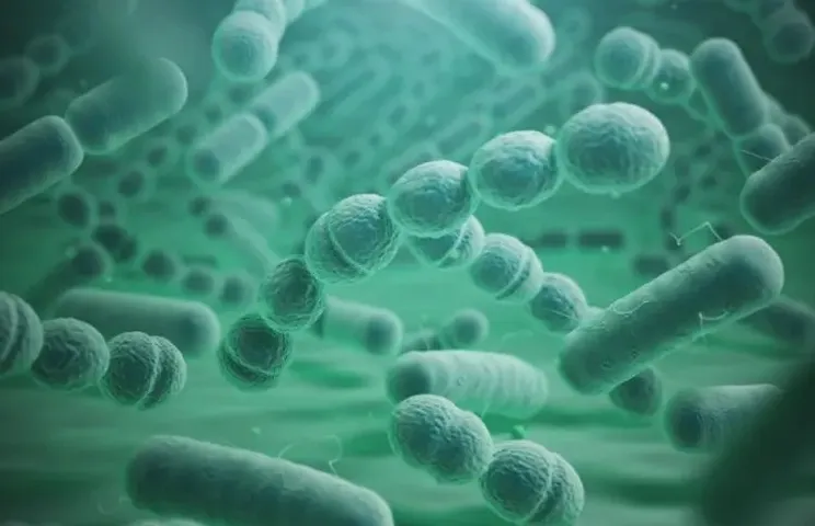 bacteria