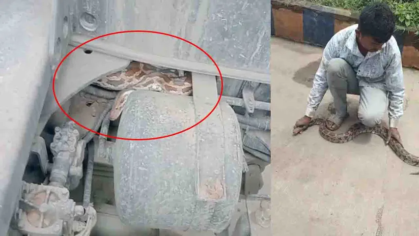 Python Rescue