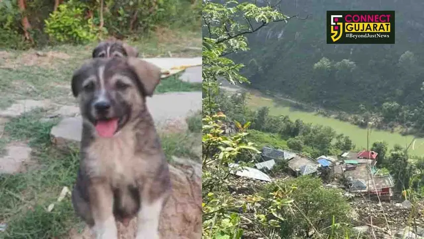 Dog
