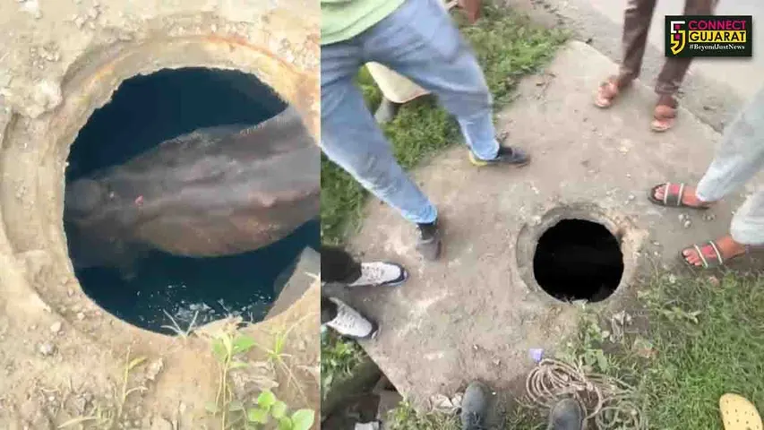 cow rescue