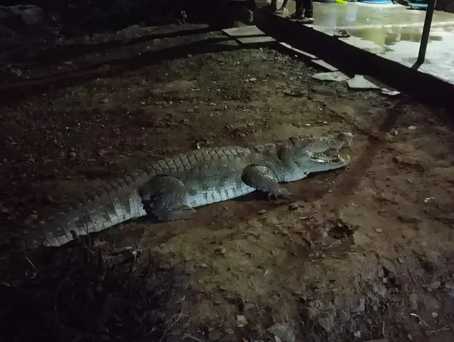 Crocodile Rescue