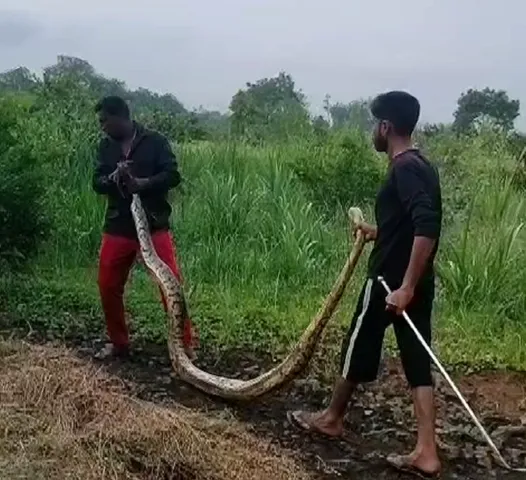 phython