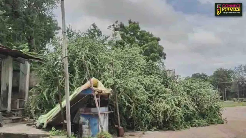 tree collaps