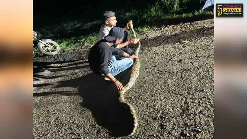 Python Rescue