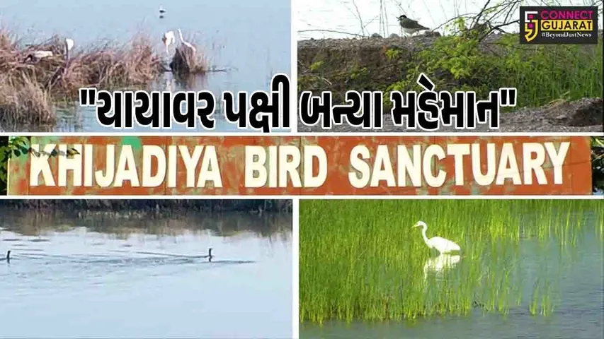 Khijadiya bird sanctury