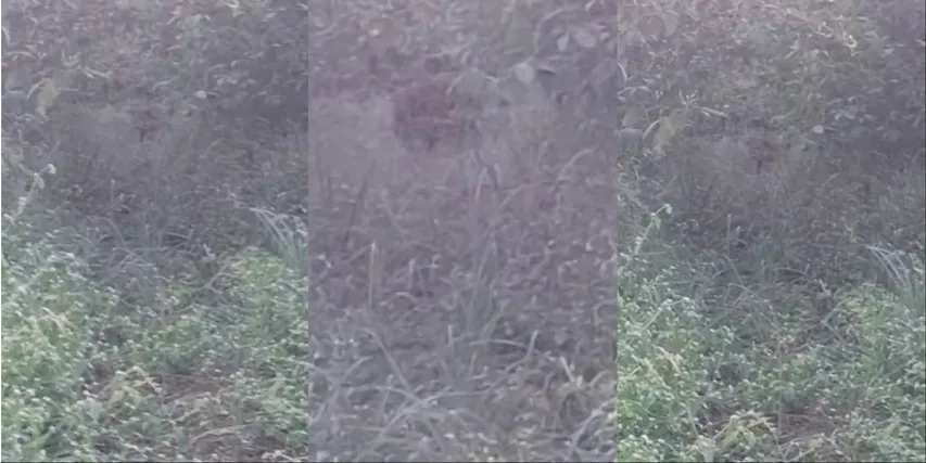 MixCollage-18-Nov-2025-08-54-AM-4424