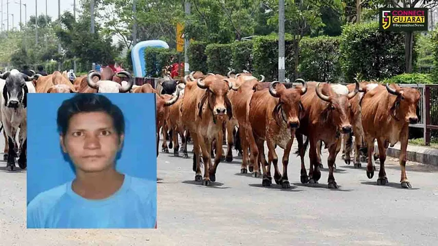 mahesana Stray Cattle