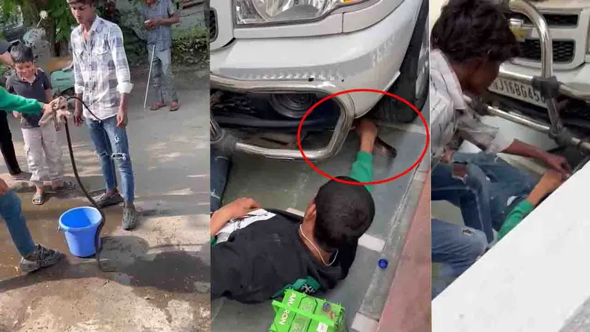 Snake Rescue