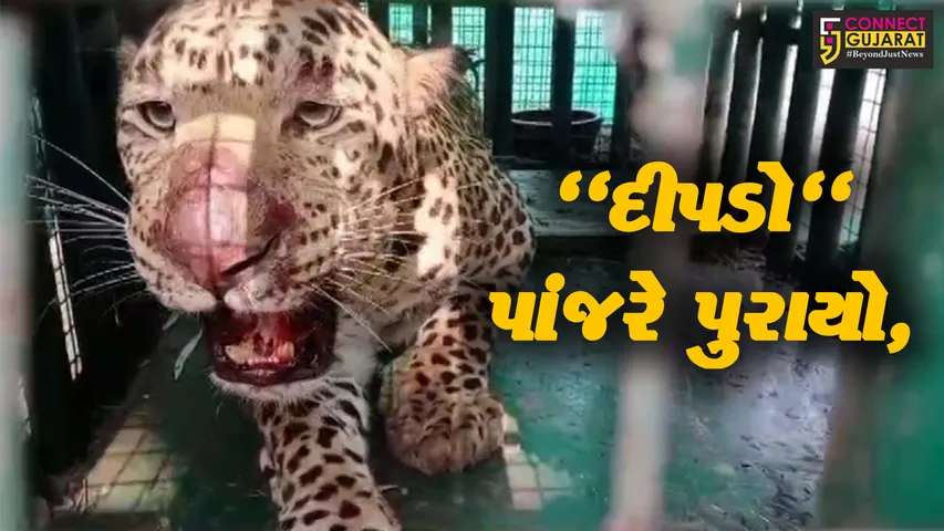 અંકલેશ્વરના સેંગપુર ગામમાંથી વન વિભાગે દીપડો પાંજરે પૂરતા ગ્રામજનોમાં હાશકારો